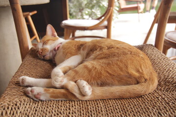 실내에서 햇살을 받으며 평온하고 아늑하게 낮잠을 자고 있는 귀여운 고양이의 클로즈업 사진
