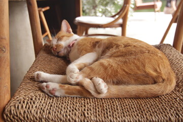 실내에서 햇살을 받으며 평온하고 아늑하게 낮잠을 자고 있는 귀여운 고양이의 클로즈업 사진
