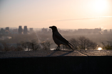 Fototapeta premium Silhouette of a gray crow on a concrete parapet against the background of a blurred cityscape at dawn. Kyiv, Ukraine.
