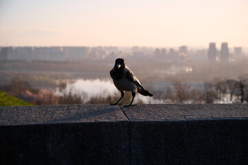 Fototapeta premium Silhouette of a gray crow on a concrete parapet against the background of a blurred cityscape at dawn. Kyiv, Ukraine.
