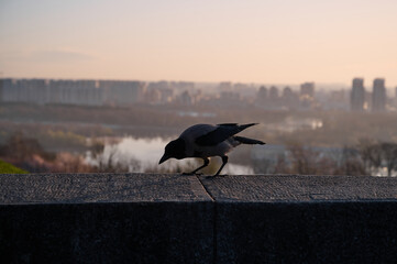 Obraz premium Silhouette of a gray crow on a concrete parapet against the background of a blurred cityscape at dawn. Kyiv, Ukraine.