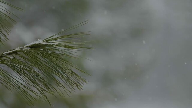 Close up shot of the needles on a pinte tree branch during snowfall.