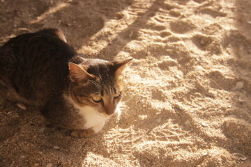 따스한 햇살 아래 부드러운 해변 모래사장 위에서 휴식을 취하는 귀여운 고양이의 평온한 모습
