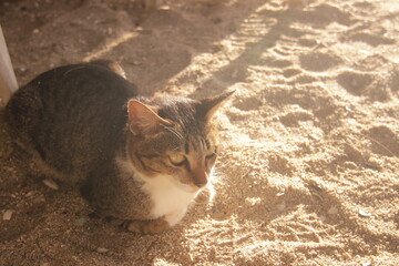 따스한 햇살 아래 부드러운 해변 모래사장 위에서 휴식을 취하는 귀여운 고양이의 평온한 모습
