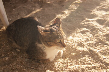 따스한 햇살 아래 부드러운 해변 모래사장 위에서 휴식을 취하는 귀여운 고양이의 평온한 모습
