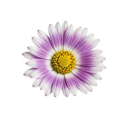 Obraz premium Single Purple and White Daisy Flower with Yellow Center on White Background isolated on a transparent background