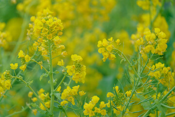 柔らかなボケに包まれた菜の花のアップ