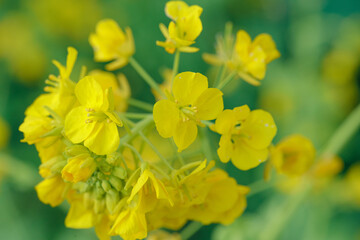 Close up of yellow rapeseed flowers with soft bokeh background