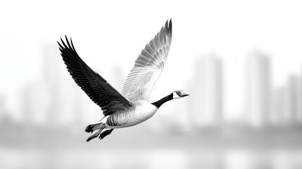 Obraz premium Soaring goose against a bright sky with blurred city backdrop