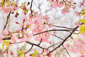 Early pink kawazu sakura cherry blossoms