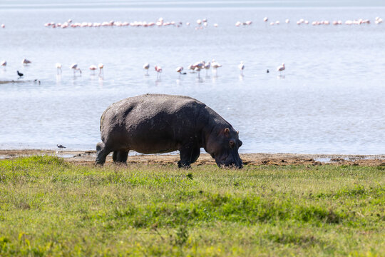 Flusspferd am Ufer des sodahaltigen Sees im Ngorongoro Krater in Tansania