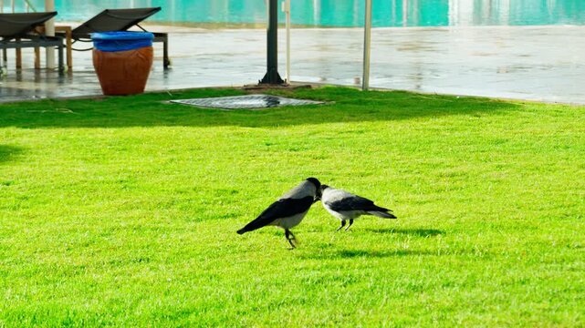 Two black crows are looking for food on the lawn near the outdoor pool. Wildlife.