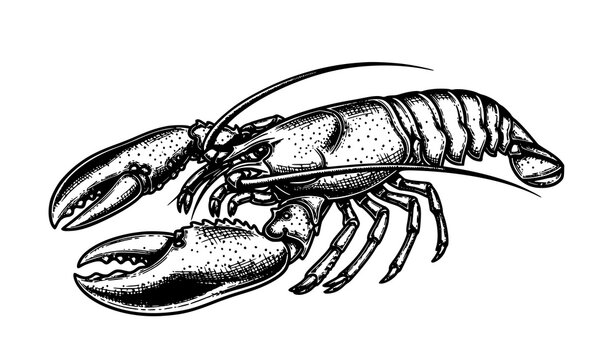 Vintage Hand Drawn Lobster Omar Cancer Vector Engraving Marine Seafood Illustration on White BackgroundVintage Hand Drawn Lobster Omar Cancer Vector Engraving Marine Seafood Illustration on White Back