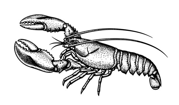 Hand Drawn Lobster Omar Cancer Vector Engraving Scientific Marine Illustration Isolated on White BackgroundHand Drawn Lobster Omar Cancer Vector Engraving Scientific Marine Illustration Isolated on Wh