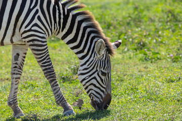 Fototapeta premium Seitliches Porträt eines Zebras im hohen Gras Afrikas