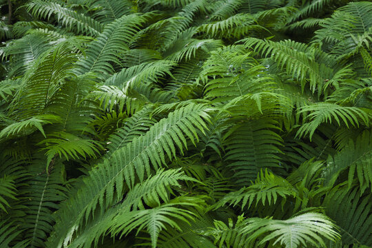 Abstract texture of fresh green fern leaves in nature