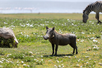Warzenschwein im Ngorongoro Krater in Tansania © Tilo Grellmann