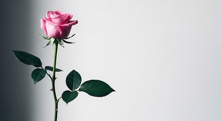 Single pink rose stem with green leaves against white background soft lighting and elegant atmosphere