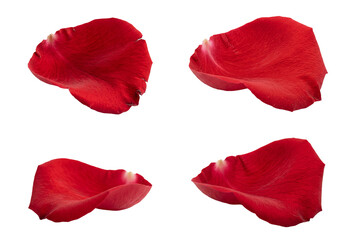 Red Flower Petals Isolated on Transparent Background Closeup Macro