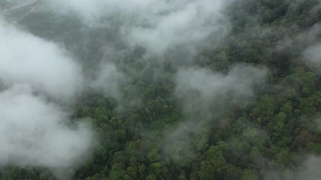 Aerial view of dense green rainforest covered in mist and low clouds, creating a mysterious and tranquil atmosphere. Lush vegetation stretches across the landscape.