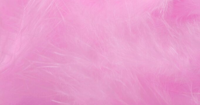 Macro Pink Feather Texture Background. Close-up abstract video showcasing delicate, fluffy pink feathers with soft textures and subtle drifting motion in a pastel-filled frame.