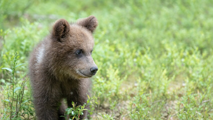 Curious bear cub explores its surroundings © Juha Saastamoinen