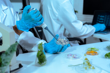 Fototapeta premium Eco laboratory microbiology. Sample in a Microscope and comparing a plant or herb in test tube or glassware.