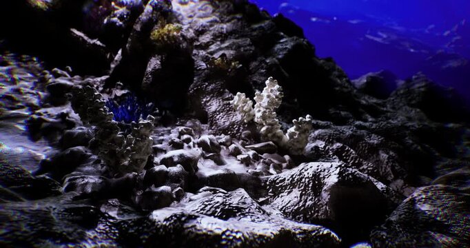 Beneath the waves, lively coral formations thrive among rocky seabeds. Sunlight filters through the water, illuminating a rich underwater habitat teeming with marine organisms.