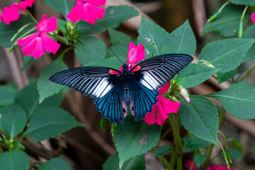 Great Mormon Butterfly (Papilio memnon) close-up showing wing patterns. © KingmaPhotos