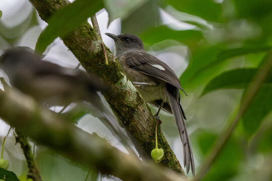 Long-tailed Sibia (Heterophasia picaoides) perched in the highland canopy.