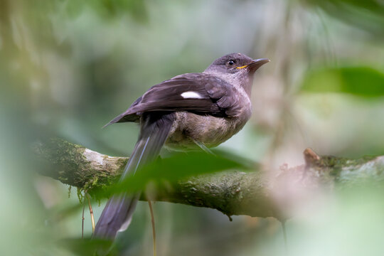 Long-tailed Sibia (Heterophasia picaoides) perched in the highland canopy.