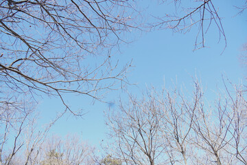 Obraz premium Clear Blue Sky Background with Bare Tree Branch Frame and Copy Space