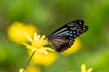 Chocolate Tiger Butterfly (Parantica melaneus) against a lush green background. © KingmaPhotos