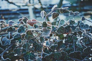 winorośl,zima  © Marcin Łazarczyk