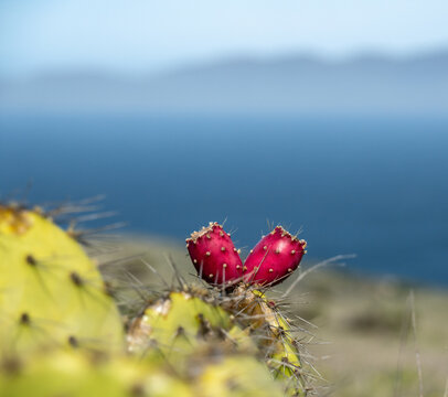 Two Pricky Pear Fruits Grow Looking Out Over The Ocean And Santa Cruz Island