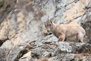 Obraz premium Young alpine ibex finding footing on mountain rocks