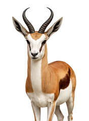 Obraz premium antelope isolated on white
