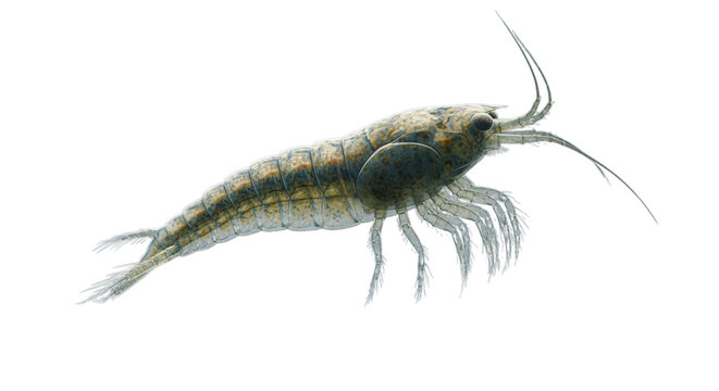 Small Amphipod Crustacean Macro Shot Isolated on White Background