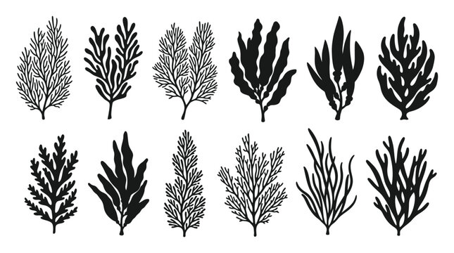 Collection of Black and White Silhouettes of Various Seaweed and Coral Types