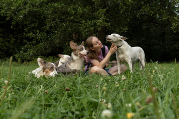 Fototapeta premium Professional dog walker young woman with pack of dogs is sitting on green grass and enjoying walk with animals. training and upbringing and care of pets. dogs from the shelter.