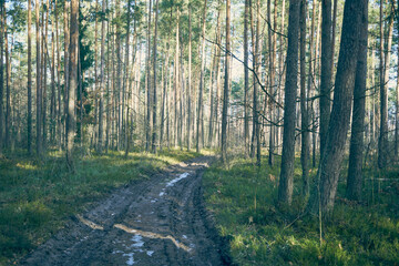 leśna droga,las © Marcin Łazarczyk