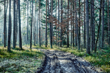 leśna droga,las © Marcin Łazarczyk