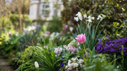 Obraz premium Pink tulip blooming in a vibrant spring garden with various colorful flowers and lush green foliage