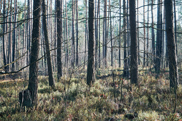 drzewa,las © Marcin Łazarczyk