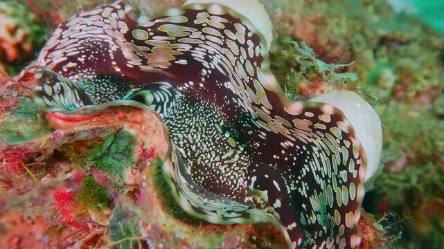 Massive Tridacna squamosa with ornate fluted shell ridges, thriving in clear sunlit shallow reef habitat among colorful corals