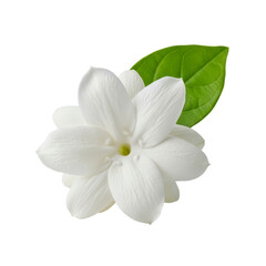 White jasmine flower with green leaf isolated on transparent background
