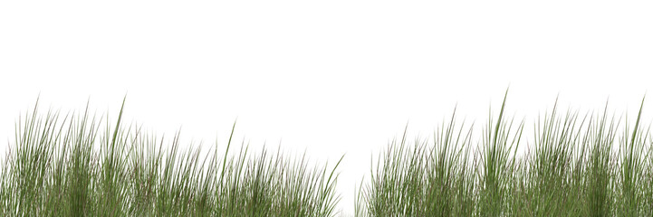 Obraz premium green grass isolated on white background