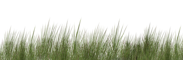 Obraz premium green grass isolated on white/Fresh green grass border isolated on white background with copy space, ideal for nature banners, landscaping designs, and eco-themed projects.