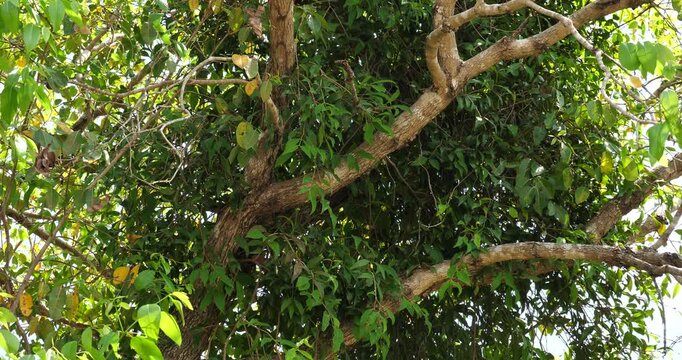 Loranthaceae, Santalaceae, Viscaceae. Parasites on trees, plants that feed on the sap of other trees.