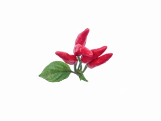 Fresh red bird's eye chili bunch on stem isolated on white background. perfect for culinary, spicy food, and organic ingredient themes
